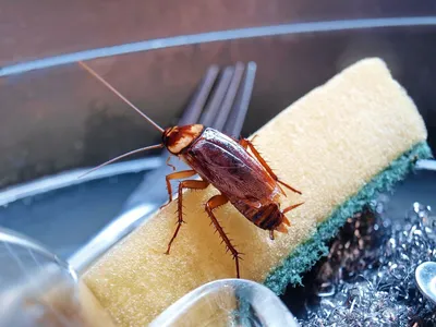 Чего боятся тараканы и прусаки в жилище