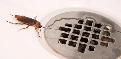 Чего боятся тараканы в квартире больше всего, рассказываем о тонкостях и  условиях, которые не любят тараканы| San-epidem.ru