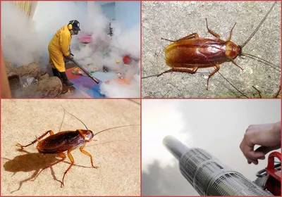 Какие существуют виды тараканов?