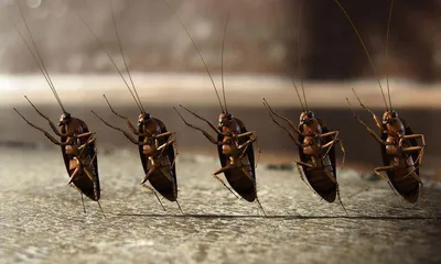 Как избавиться от тараканов, где они живут в Тюмени, что это за тараканы -  27 января 2021 - 72.ru