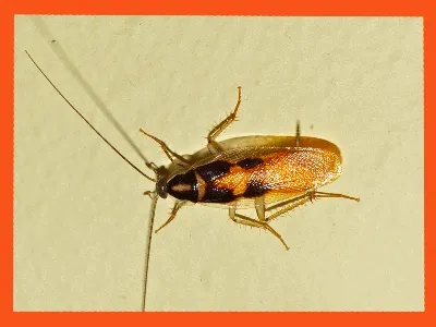 Тараканы ночные насекомые-вредители