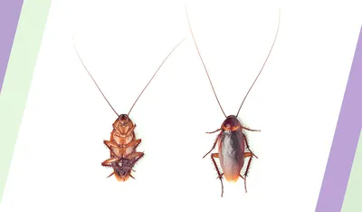 ᐅ Как распознать таракана на разных стадиях жизненного цикла, признаки  молодых тараканов, опасность тараканов