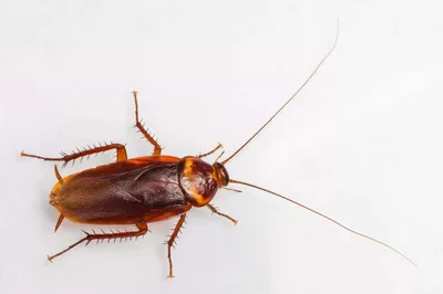 Уничтожение тараканов в Черноголовке в квартире и доме - цены на обработку  и травлю от тараканов в помещении