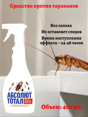 Как избавиться от тараканов: способы борьбы с насекомыми