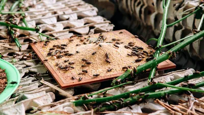 Травим тараканов раз и навсегда: суперлайфхак, проверенный на практике |  Интернет-газета «Жизнь» | Дзен