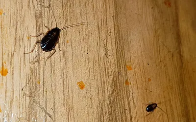 Как избавиться от тараканов в квартире в домашних условиях: быстро и  эффективно