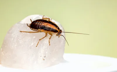 Какую опасность несут тараканы?