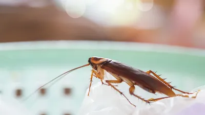 К чему снятся тараканы по соннику: толкование снов про тараканов
