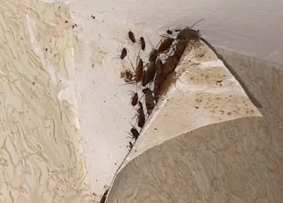 Где искать тараканов в квартире? Рассказываем про комфортные условия  обитания тараканов у вас в квартире