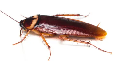 Кусаются ли тараканы и чем ещё они могут быть опасны - Лайфхакер