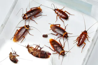 Виды тараканов в квартире - названия, фото и описание | «Сандез-Эко»