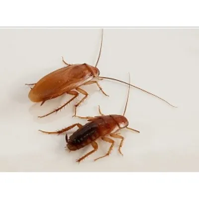 Приметы и суеверия про тараканов в доме. | Тайны Вселенной | Дзен