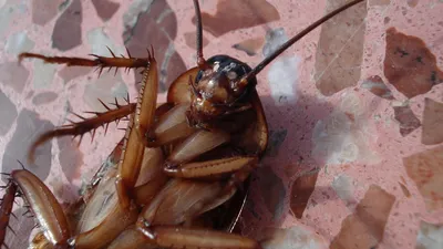 Как избавиться от тараканов: способы борьбы с насекомыми