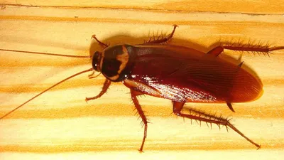 Чего боятся тараканы и прусаки в жилище