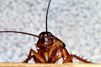 Как избавиться от американских тараканов — Центр дезинфекции Герадез