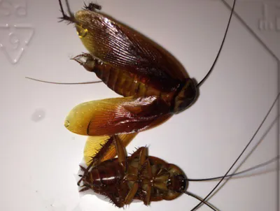 Уничтожение черных тараканов в частном доме - как избавиться от черных  тараканов в загородном доме| klophlop.ru