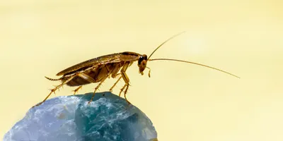 Как избавиться от тараканов в квартире в домашних условиях: быстро и  эффективно