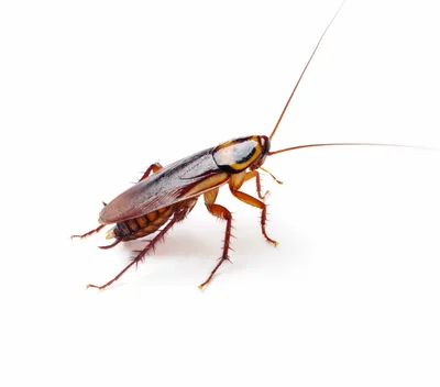 Жареные тараканы (Blaberus craniifer) | Пикабу