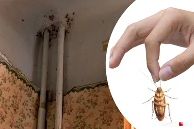 Киборги-тараканы: будущее поиска опасностей на производствах и спасения  людей / Оффтопик / iXBT Live