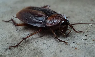 Тараканы: откуда они берутся в доме и куда уходят – K-News