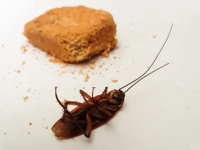 Фото тараканов в высоком разрешении (JPG, PNG, WebP) | Земляные тараканы  Фото №1892487 скачать