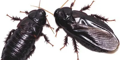 Сколько тараканы живут без воды, еды и головы в квартире и на улице