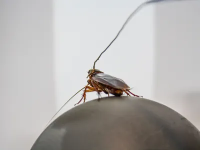 Правда ли тараканы – одни из самых живучих существ на земле? Рассказывает  энтомолог