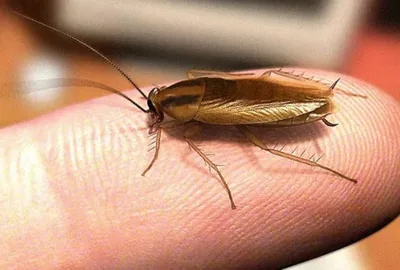 Как тараканы видят в кромешной тьме