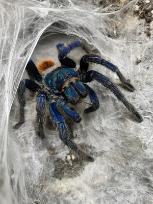 Tarantula sighting results in car accident in Death Valley National Park |  CNN