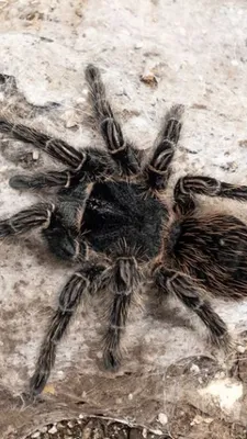 Electric blue tarantula species discovered in Thailand | CNN