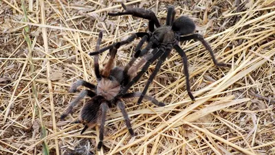 New Fear Unlocked as Woman Finds 3-Inch Venomous Tarantula Under Her Tent
