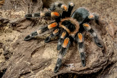 Tarantula guide: what they are, what they eat, where they live - and just  why these spiders are so feared - Discover Wildlife Tarantula facts: size,  diet, habitat - and why they're