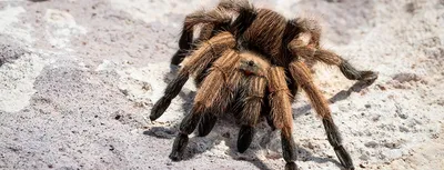 Here's Your Reminder That It's Tarantula Szn in the SF Bay Area