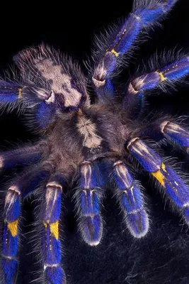 Caribena versicolor (Antilles Pinktoe Tarantula) about 1/2\" - 3/4\" *PL –  Fear Not Tarantulas, Inc.