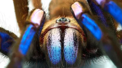 Tarantulas in Colorado are on the move, and they're looking for love | Iowa  Public Radio