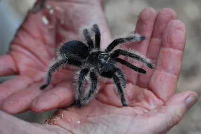 What to do if a tarantula roams into your home | cbs8.com