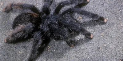 Spiders, spiders everywhere? Tarantula mating season starts early amid  threats to arachnids
