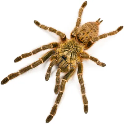 NATIONAL TARANTULA APPRECIATION DAY - August 8, 2024 - National Today