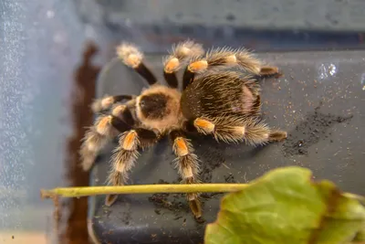 California's tarantula mating season starts early amid threats - Los  Angeles Times