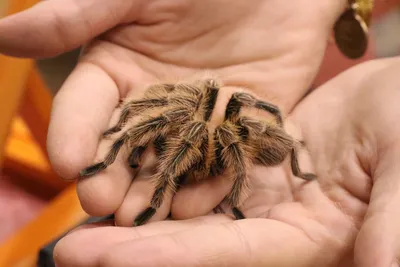 Pink-toed tarantula | Smithsonian's National Zoo and Conservation Biology  Institute