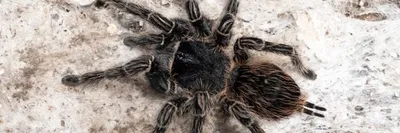 Mombasa Golden Starburst Tarantula | Seneca Park Zoo