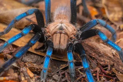 Tarantula Species of the World Poster Print