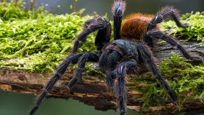 UCR scientists discover tarantula-killing worm | News