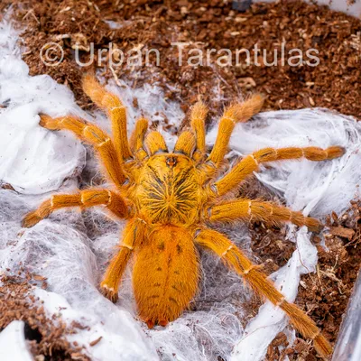 Tarantula Causes Traffic Collision in California National Park