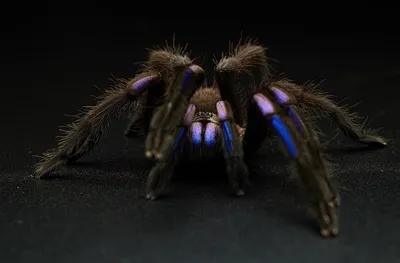 Tarantula mating season weaves a web of intrigue at Oklahoma State  University | KOKH