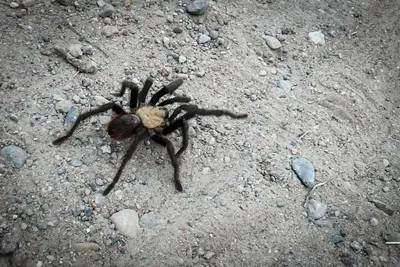 Adopt a Tarantula | Symbolic Adoptions from WWF