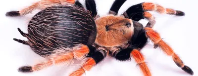 Desert Tarantula | Defense Pest Control