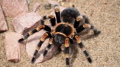 New electric-blue tarantula species is first found in Thailand mangroves