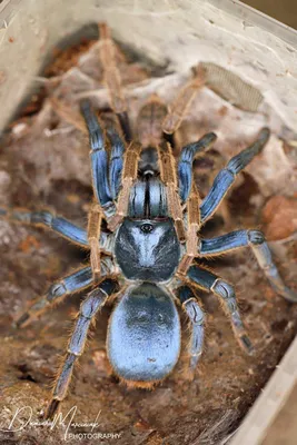 Tarantula Spiders - Tarantulas, Spiders, Centipedes