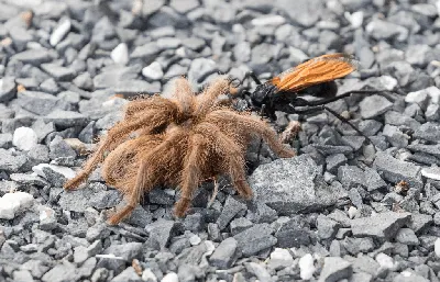 Iranians discover new golden-haired tarantula species in the Zagros  Mountains.